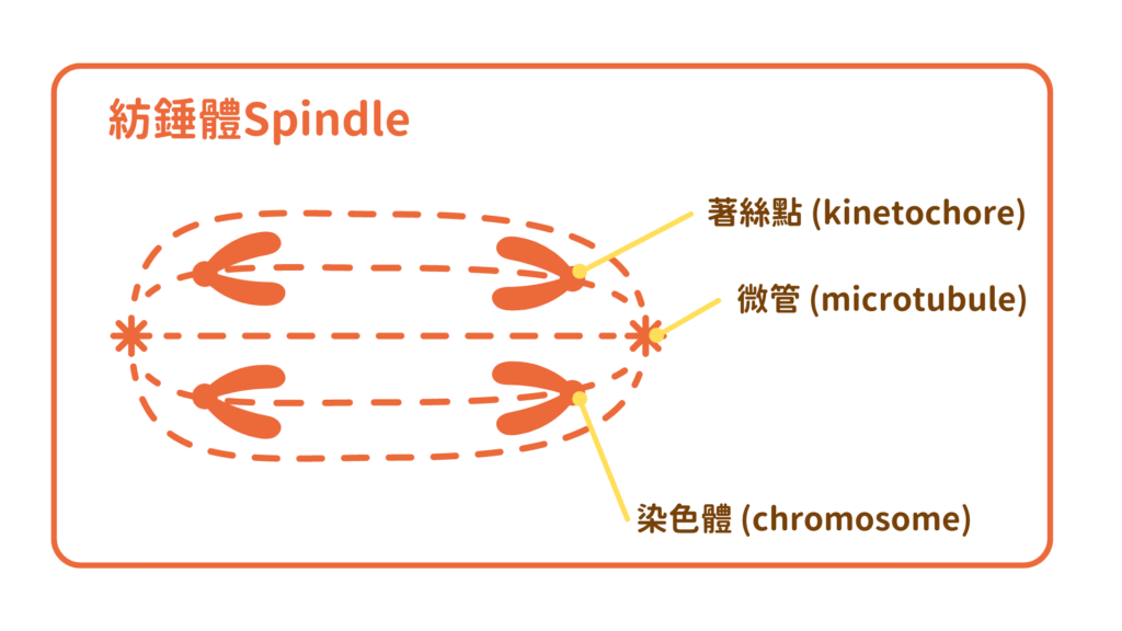 紡錘體